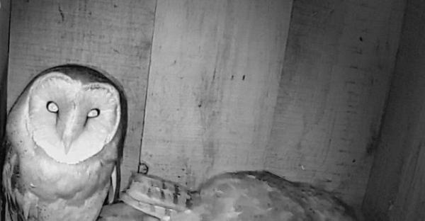 Des photos de chouettes effraie, regardez bien, la dernière vidéo est incroyable !*