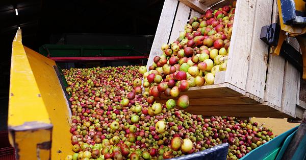 La « Cuvée de la presqu'île » Saison 8
