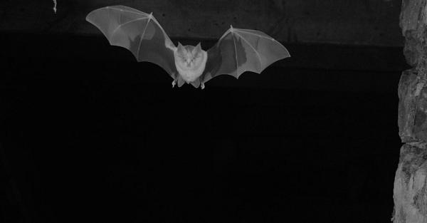 Chauves-souris