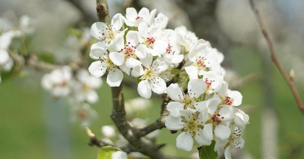 Printanier, printanière (adj. ) : 1. Relatif au printemps, qui lui est propre 